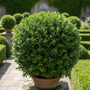 4 x 3ft Common Box Hedging | Buxus sempervirens | 3L Pot